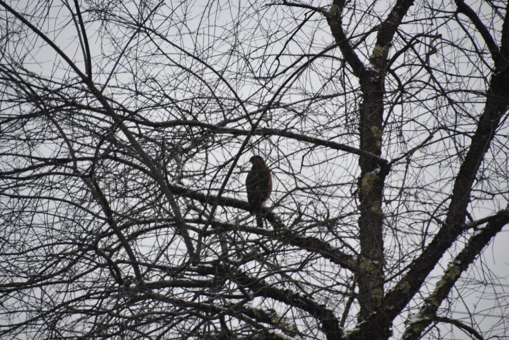Cooper's Hawk from Elkins, WV 26241, USA on January 31, 2023 at 1112
