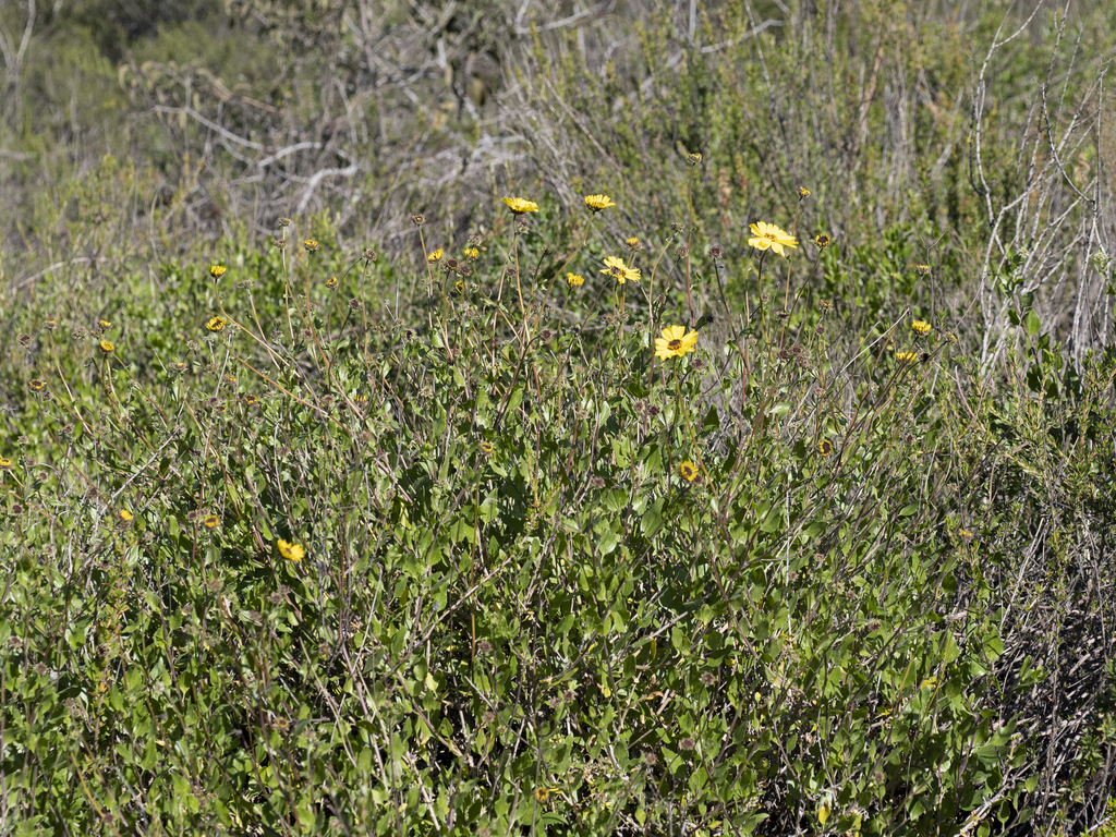 California brittlebush from Lake Hodges, Escondido, CA 92029, USA on