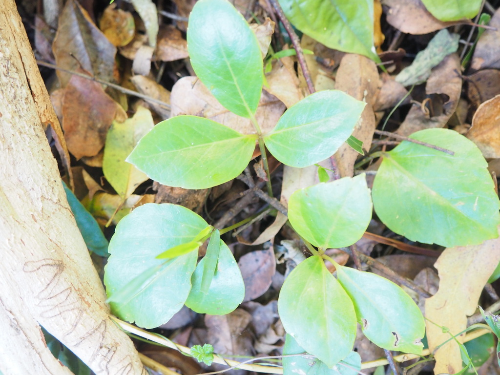 Australian Umbrella Tree from Valla NSW 2448, Australia on February 05