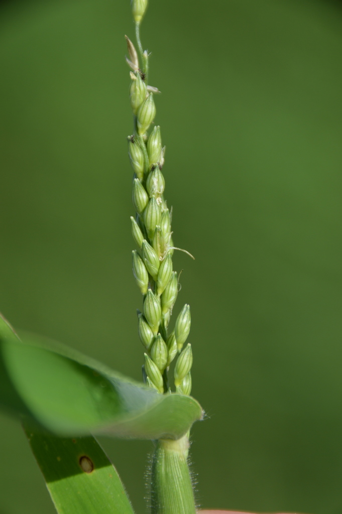 Texas millet (Logan Weed Grasses ) · iNaturalist