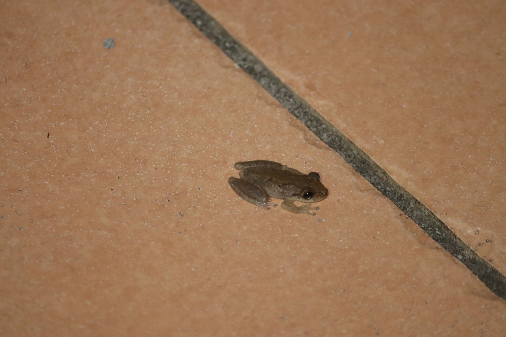 Venezuela Snouted Tree Frog from Le Vauclin, Martinique on February 20