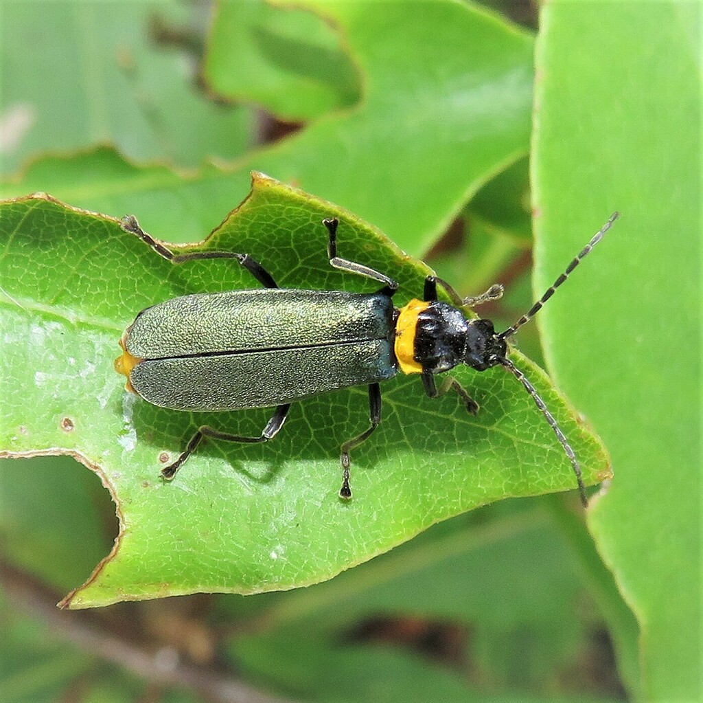 Plague Soldier Beetle from Wallaga Lake NSW 2546, Australia on February
