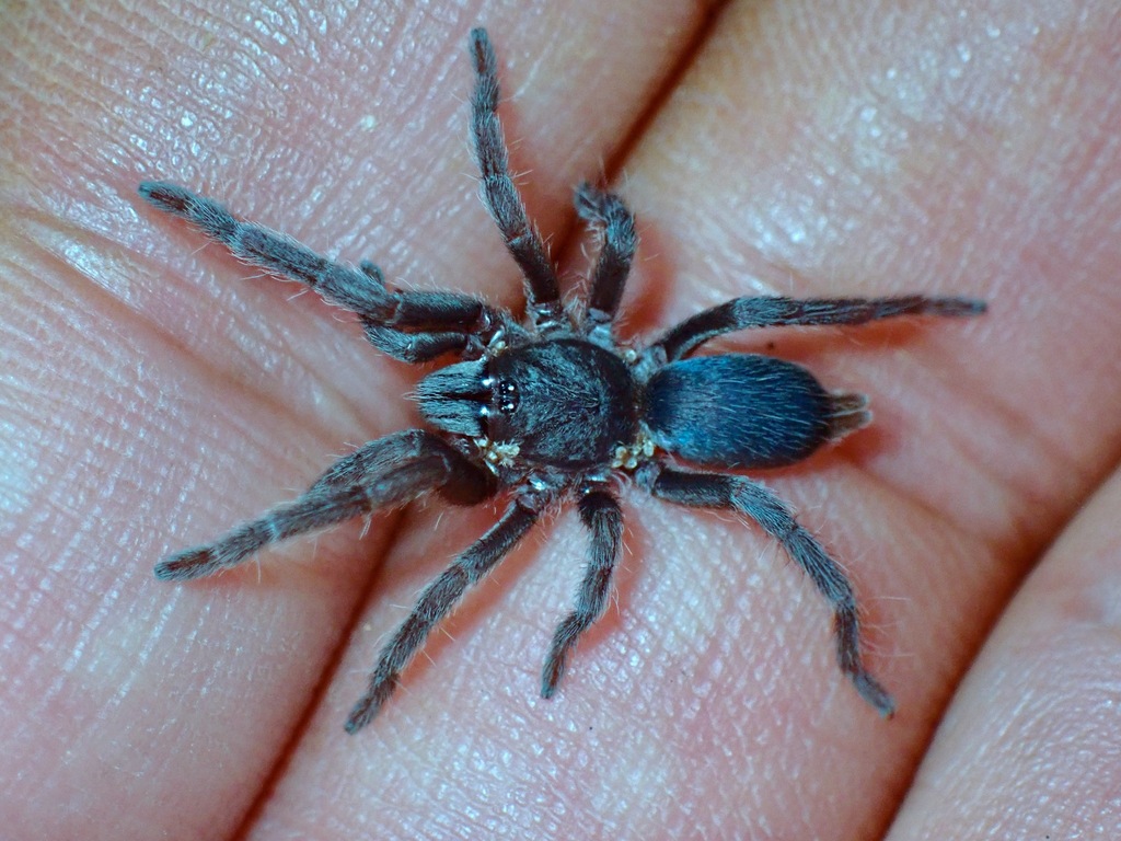 Tarantulas from 3 Palawan, Philippines on February 04, 2023 at 0559