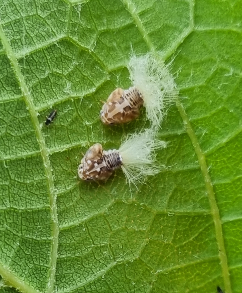 Passionvine hopper from Upwey VIC 3158, Australia on February 13, 2023