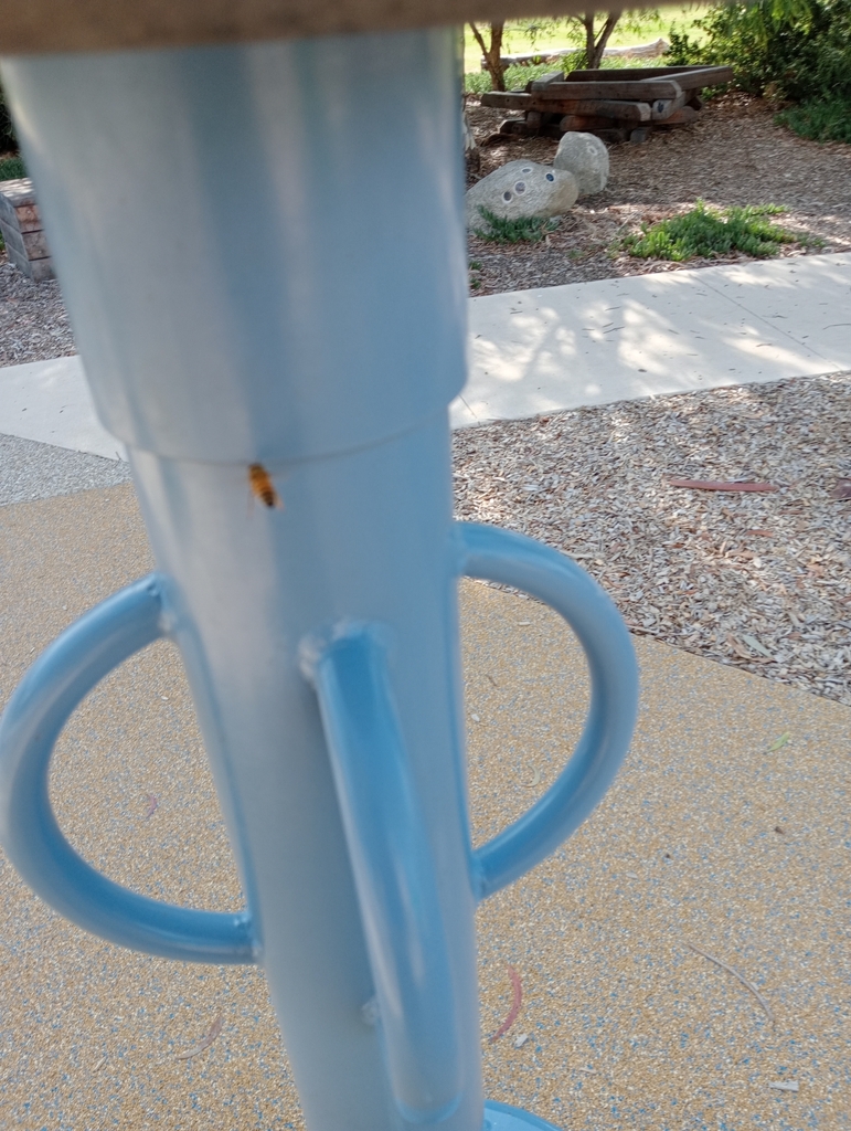 Western Honey Bee from Lady Emily Way on February 15, 2023 at 0943 AM