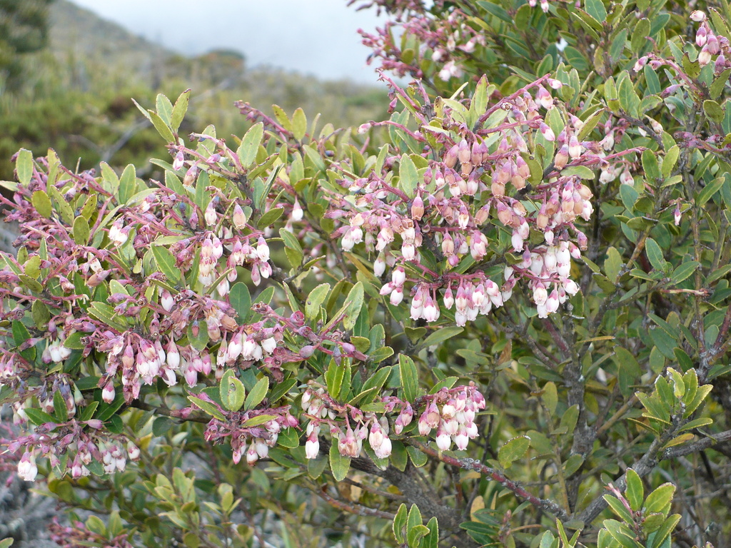 Costa Rican blueberry from San José Province, Costa Rica on March 04