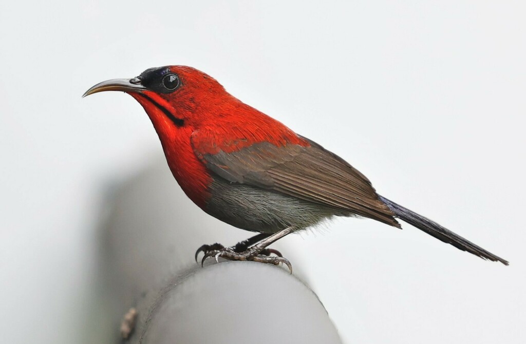 Crimson Sunbird from Kota Kinabalu, Sabah, Malajsie on January 30, 2023 at 0422 PM by