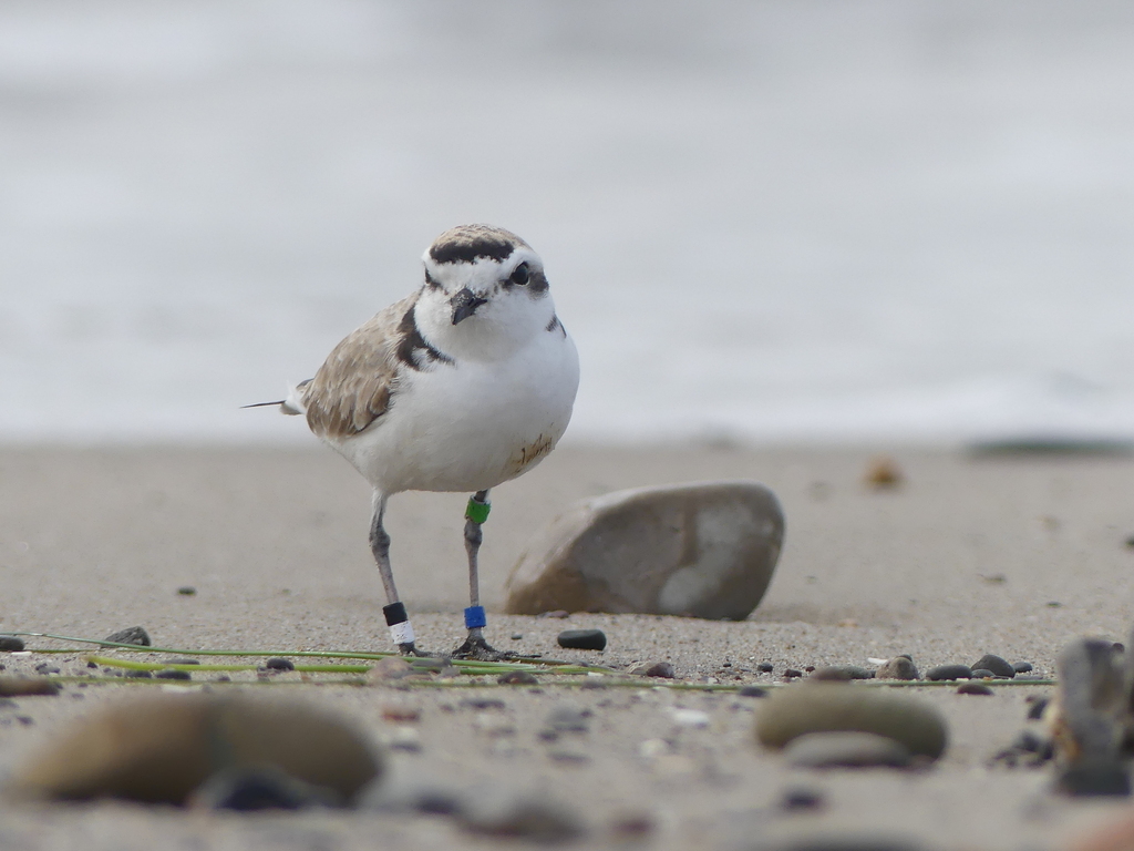 Snowy Plover from Santa Barbara County, USCA, US on February 18, 2023