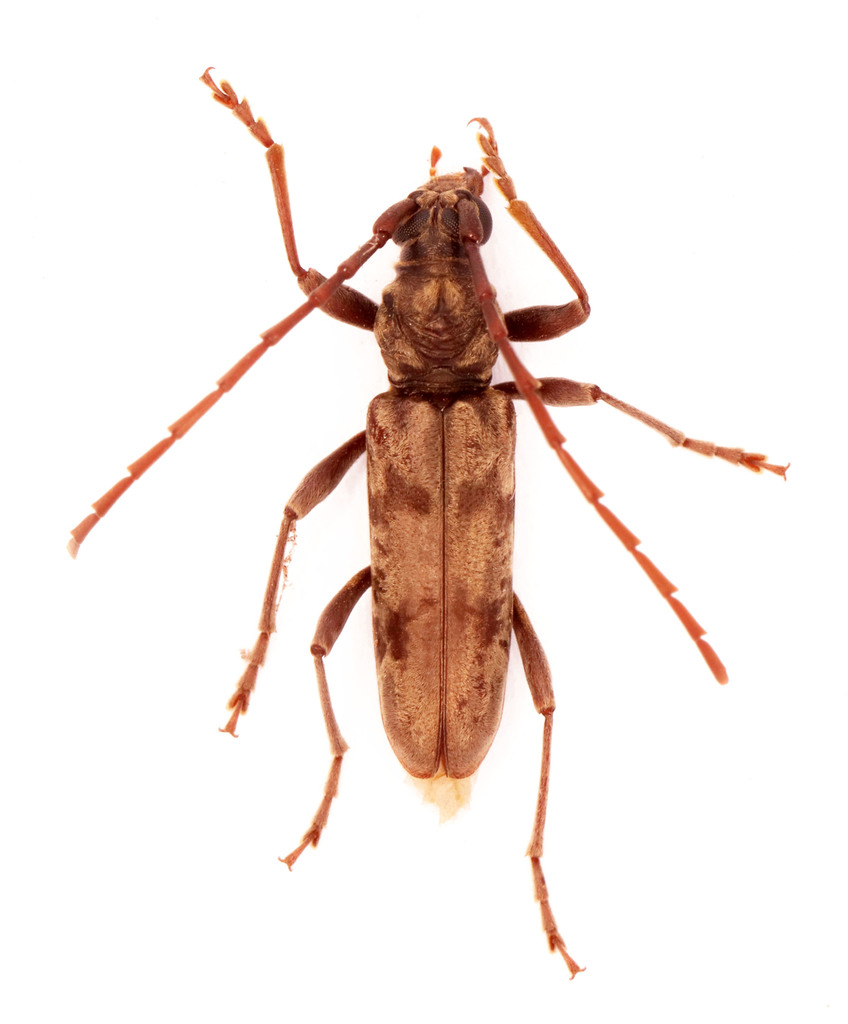 Derolus sulcatus (Cerambycidae (Longhorn Beetles) of Southern Africa