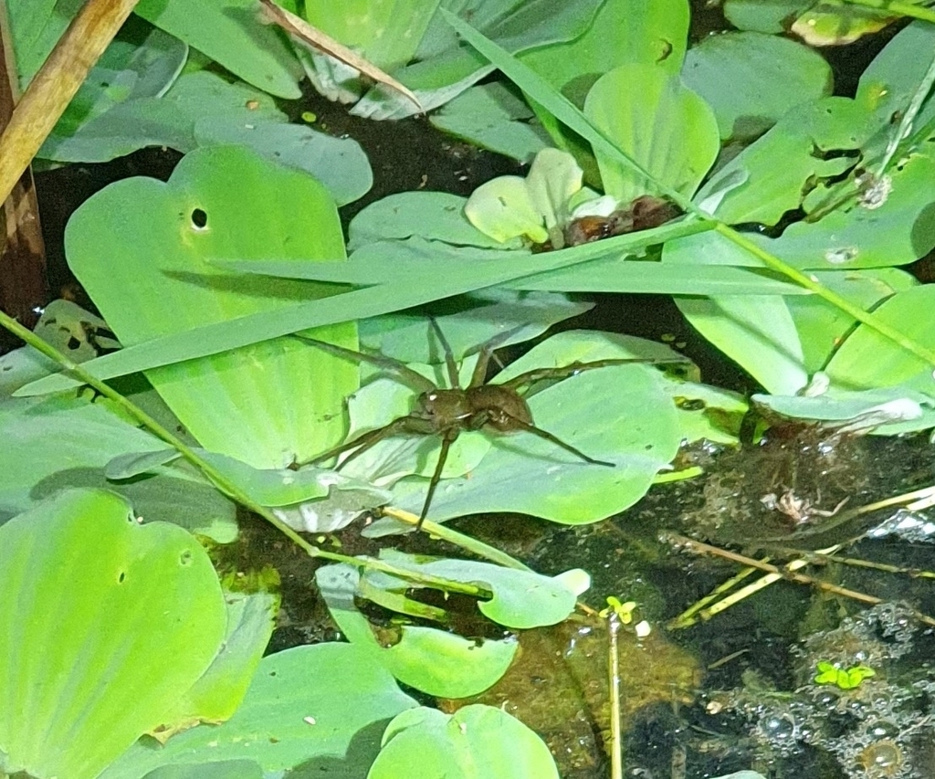 Fisheating Spiders from Virginia, Durban North, 4051, South Africa on