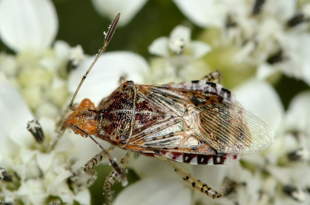 Hibiscus Scentless Plant Bug (True Bugs of the Richmond, Chesterfield