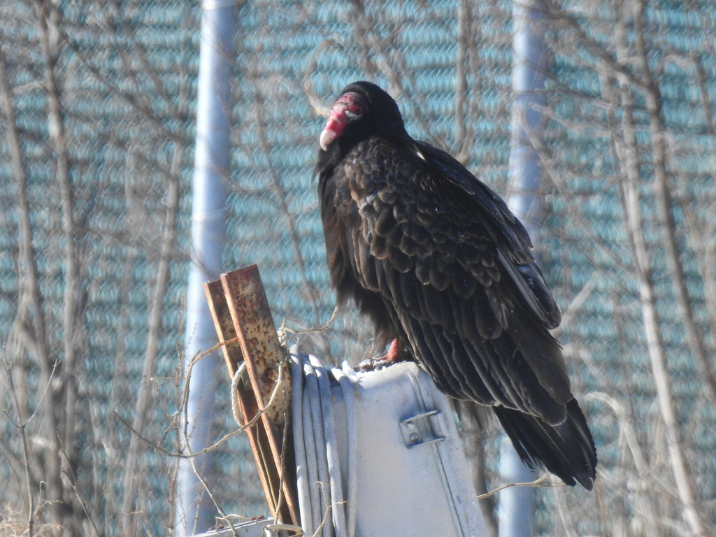 Turkey Vulture from Kings, New Brunswick, Canada on February 25, 2023