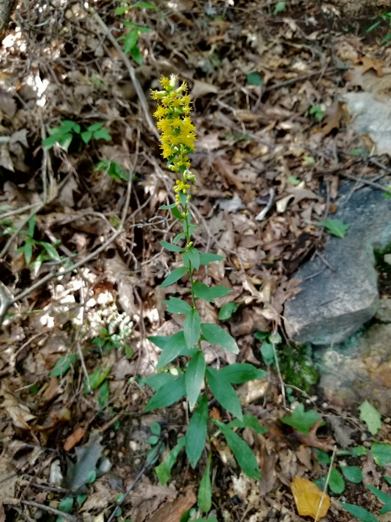 common hairy goldenrod from Mill Creek, PA 17060, USA on September 29