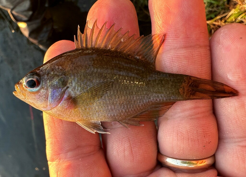 Redspotted Sunfish from Chickasaw Creek (adjacent pond), St. Hwy 158