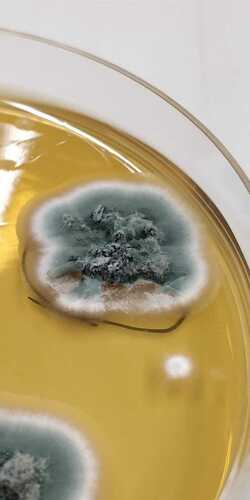 Penicillium sect. Aspergilloides (Section Aspergilloides) · iNaturalist