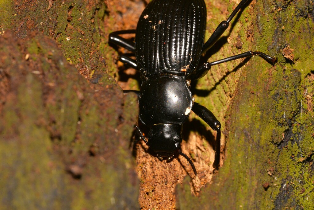 Darkling Beetles from Korora NSW 2450, Australia on January 14, 2023 at