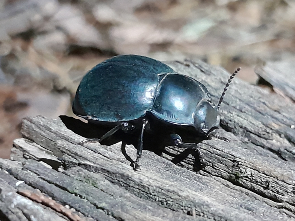 Darkling Beetles from 4X2H+WG, Piney Range NSW 2810, Australia on March