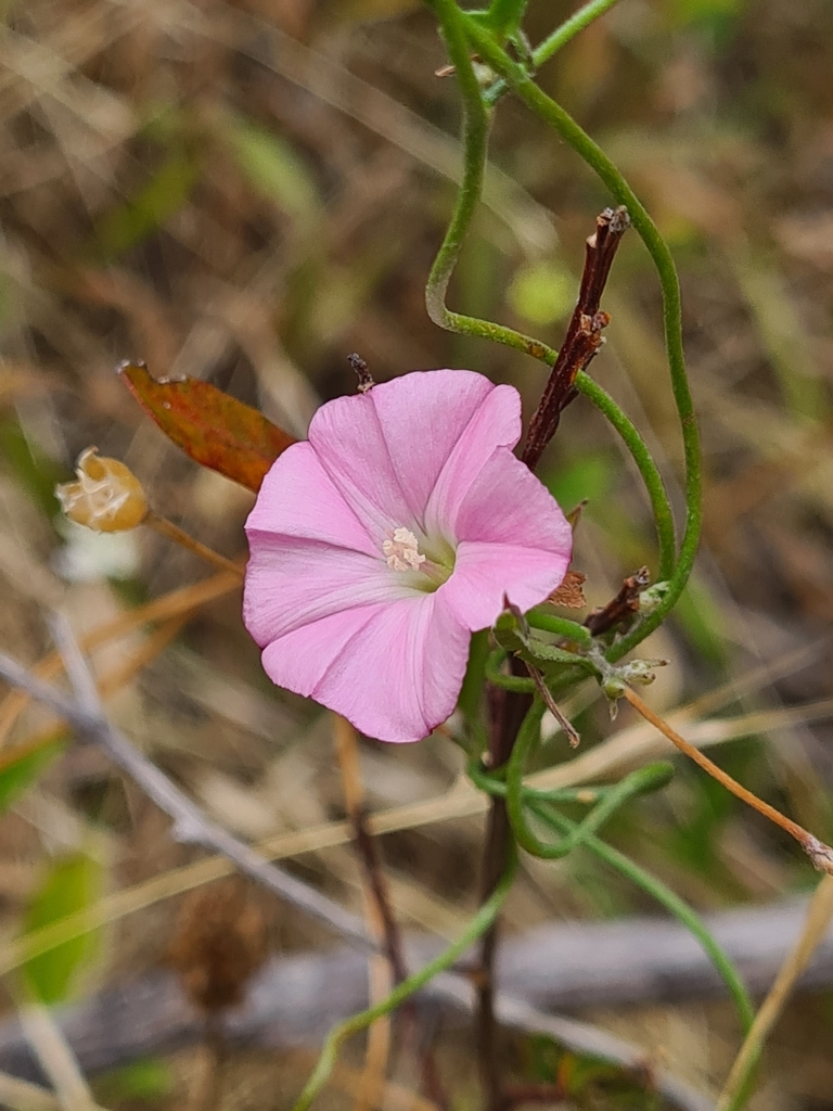 Australian bindweed from Greenhill SA 5140, Australia on March 5, 2023