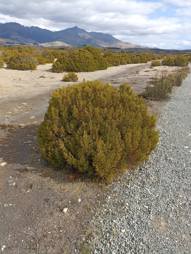 bog pine from The Key, New Zealand on March 05, 2023 at 0429 PM by