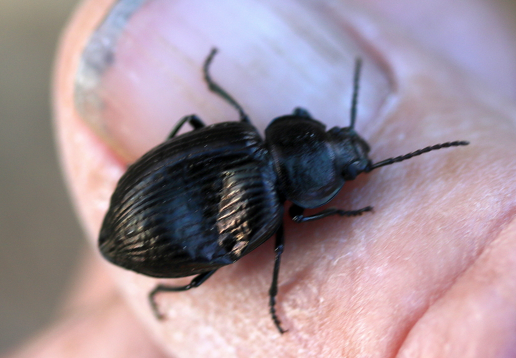 Darkling Beetles from Bannockburn Bush NW VIC 3331, Australia on March