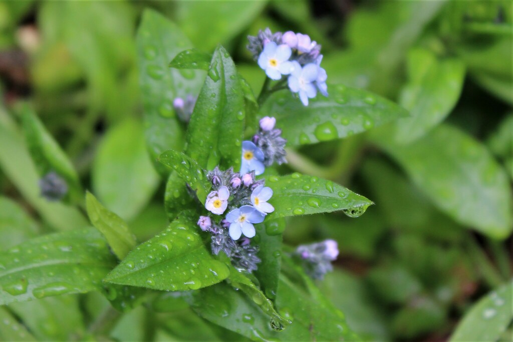 broadleaf from 111 Lee St, Mill Valley, CA 94941, USA on March 06, 2023 at 1000