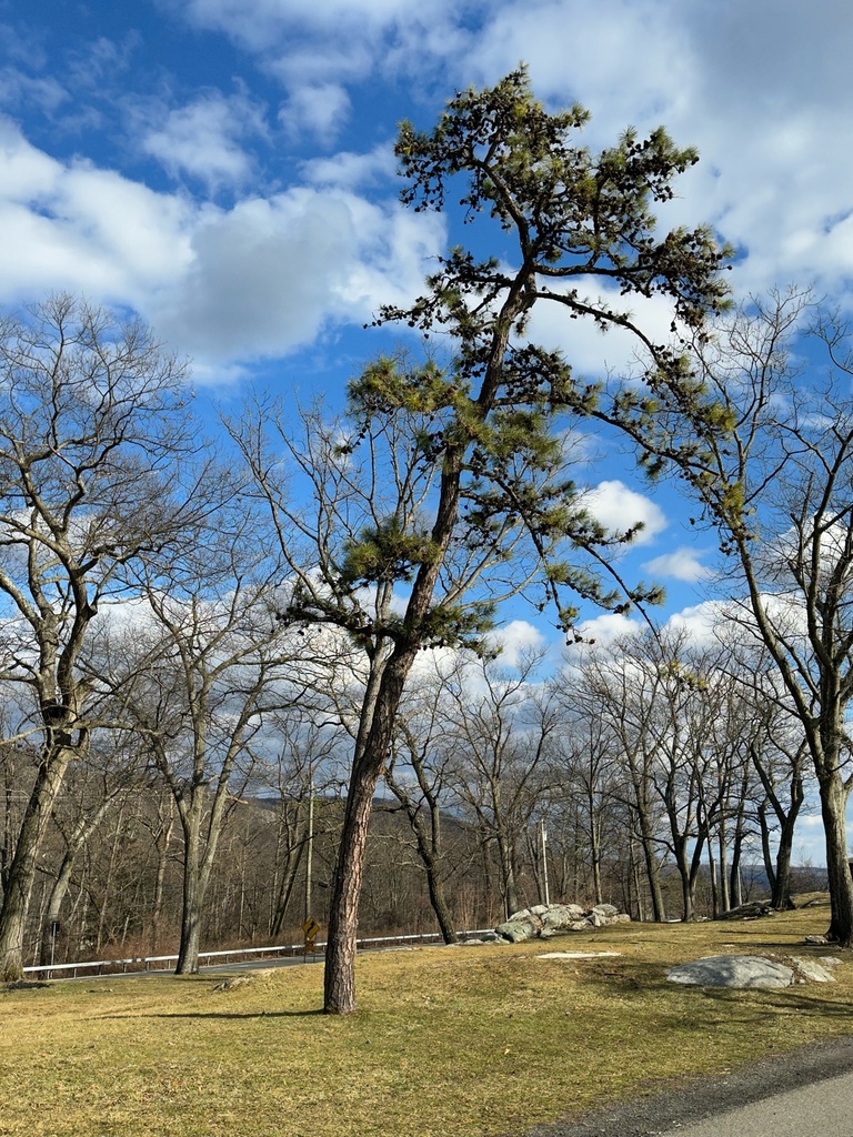 pitch pine from Bear Mountain, Tomkins Cove, NY 10986, USA on March 5