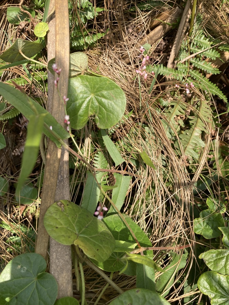 knotweed family from Kamwenge, Uganda on February 11, 2023 at 1124 AM by pbulman · iNaturalist