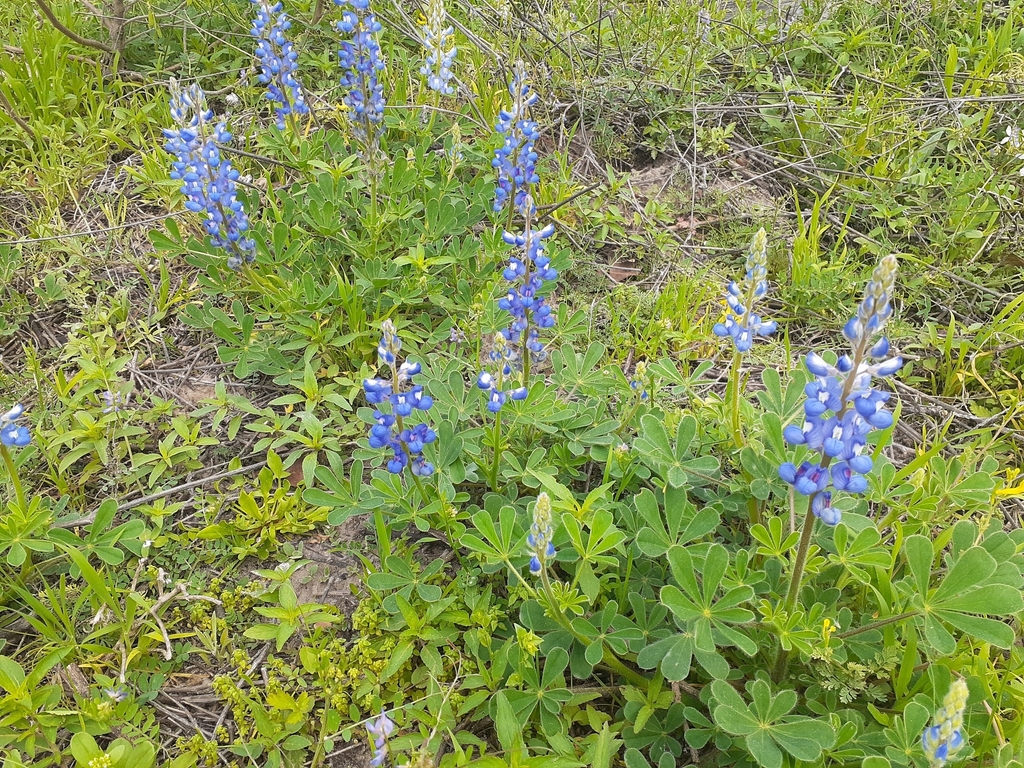 Sandy Land from Paige, TX 78659, USA on March 08, 2023 at 11