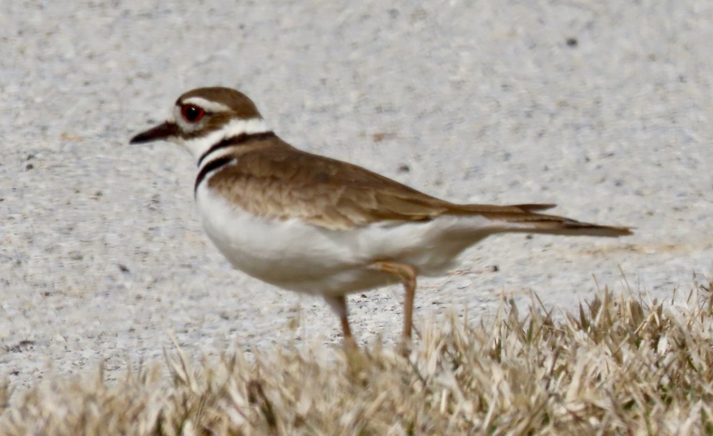 Killdeer from Harborside Golf Course/Lake Calumet, Chicago, IL, USA on