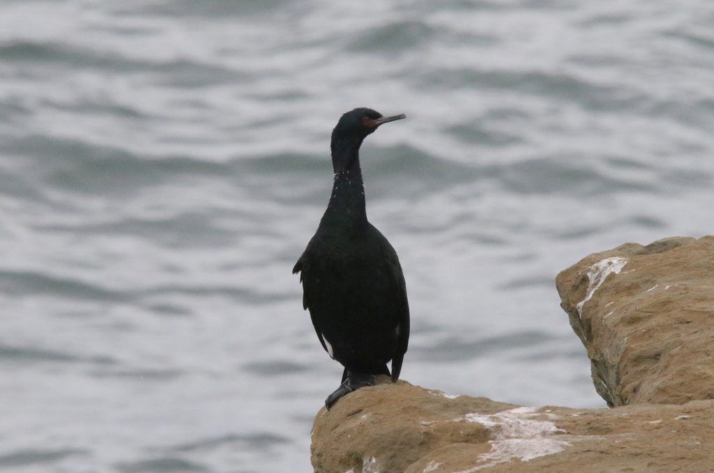 Pelagic Cormorant from Santa Cruz, CA, USA on March 9, 2023 at 1101 AM