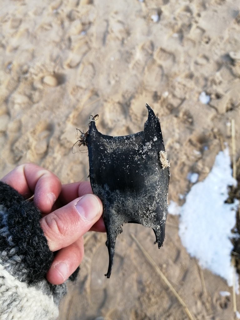 Thornback Skate in March 2023 by Frederik Rothe · iNaturalist