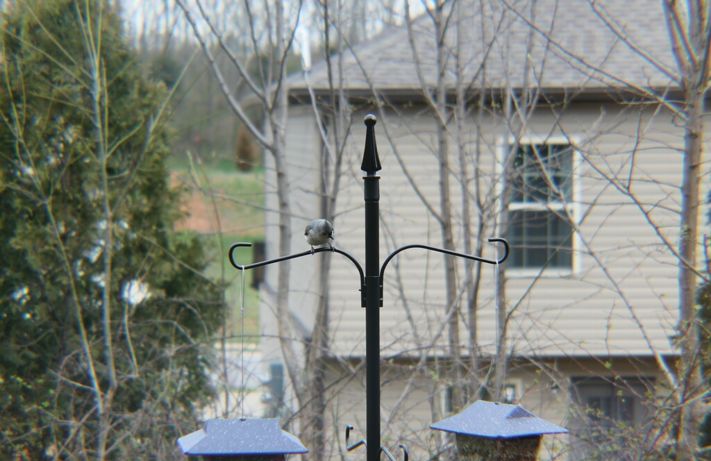 Tufted Titmouse from Clarksville, TN, USA on March 11, 2023 at 0916 AM by Dominic. Was also