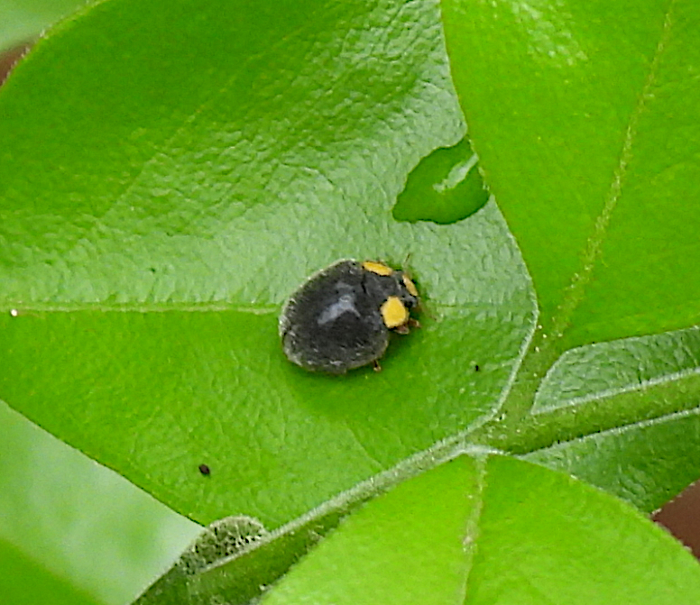 Yellowshouldered Ladybird in March 2023 by cirolana · iNaturalist