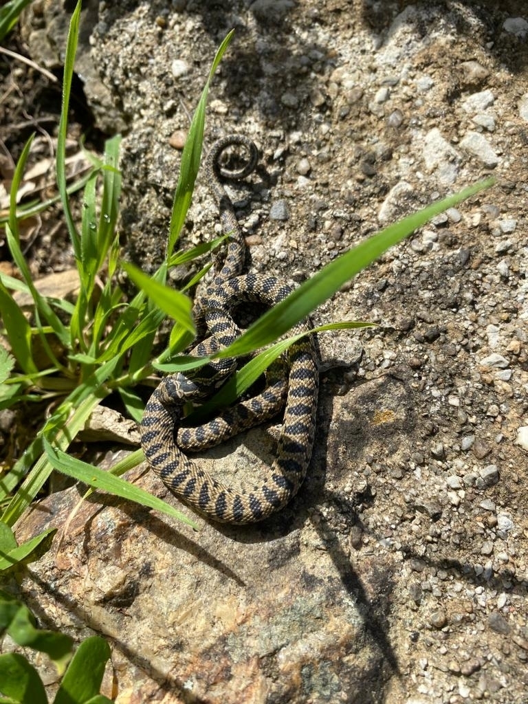 Horseshoe Whip Snake from Cambres, Portugal on March 12, 2023 by Jane