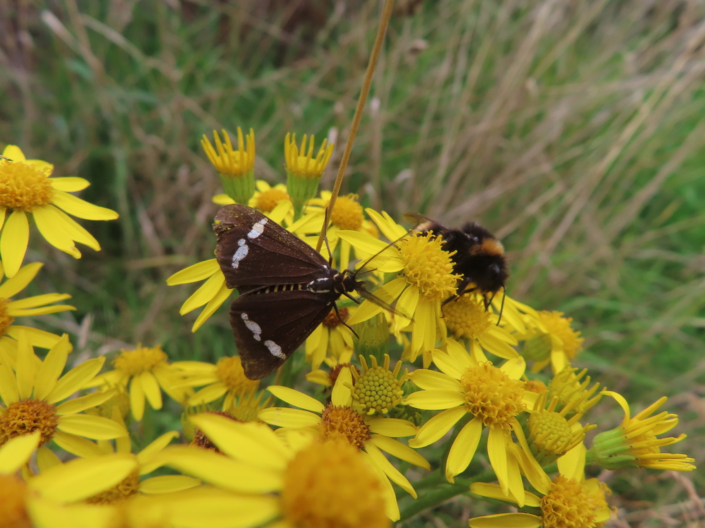 New Zealand Magpie Moth from Sandy Point, New Zealand on March 12, 2023