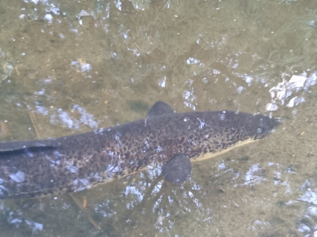 Australian Longfinned Eel from Brisbane City QLD 4000, Australia on