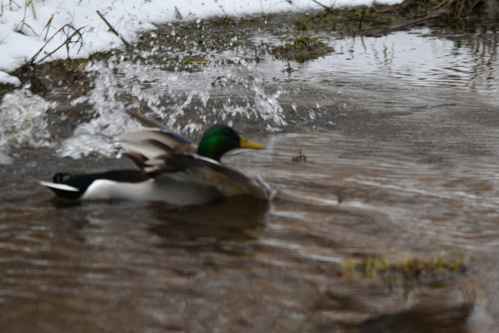 Mallard from Tucker County, WV, USA on March 13, 2023 at 0218 PM by