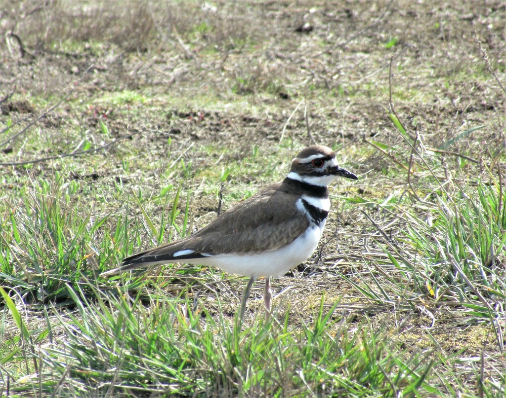 Killdeer from Fort Flagler, Marrowstone, WA 98358, USA on March 14