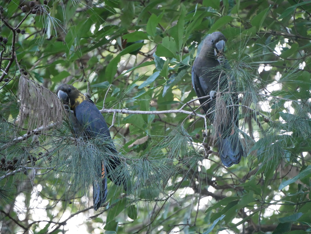 Glossy BlackCockatoo from Sunrise Dr, Ocean View QLD 4521, Australia