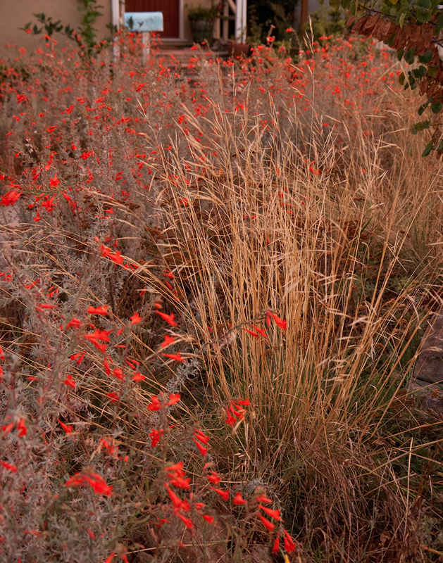 purple needlegrass (Flora of the Jenner Headlands Preserve Monocots