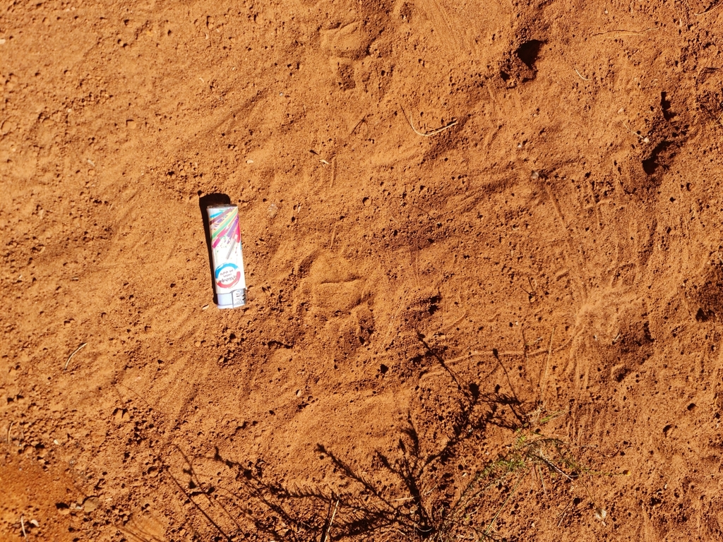 Southern Porcupine from Carletonville, 2499, South Africa on March 19