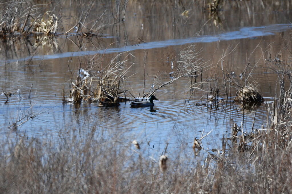 Mallard from Tucker County, WV, USA on March 20, 2023 at 0325 PM by