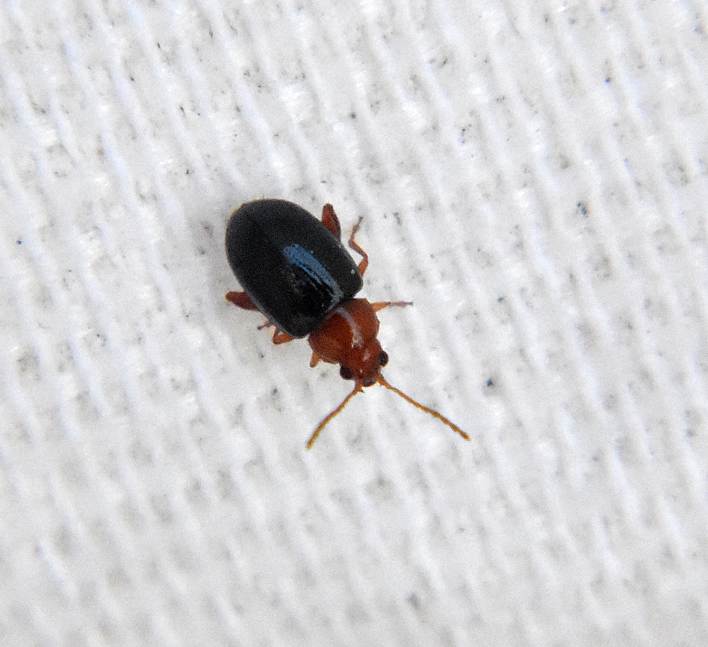 Flea Beetles in March 2023 by Zachary Chapman · iNaturalist