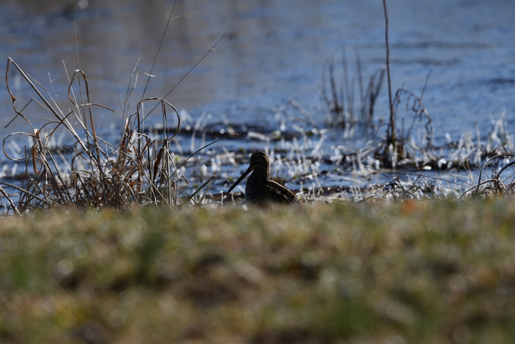 Wilson's Snipe from Elkins, WV 26241, USA on March 21, 2023 at 1005 AM