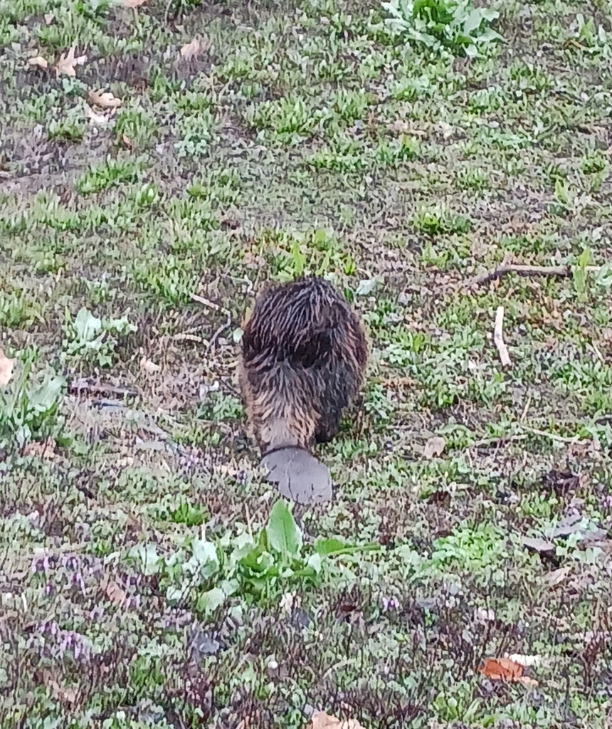 American Beaver from West Indianapolis, Indianapolis, IN, ÉtatsUnis on