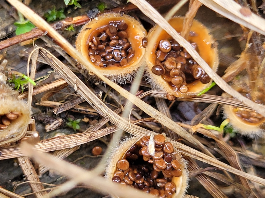 woolly bird's nest fungus from Yreka, CA 96097, USA on March 23, 2023