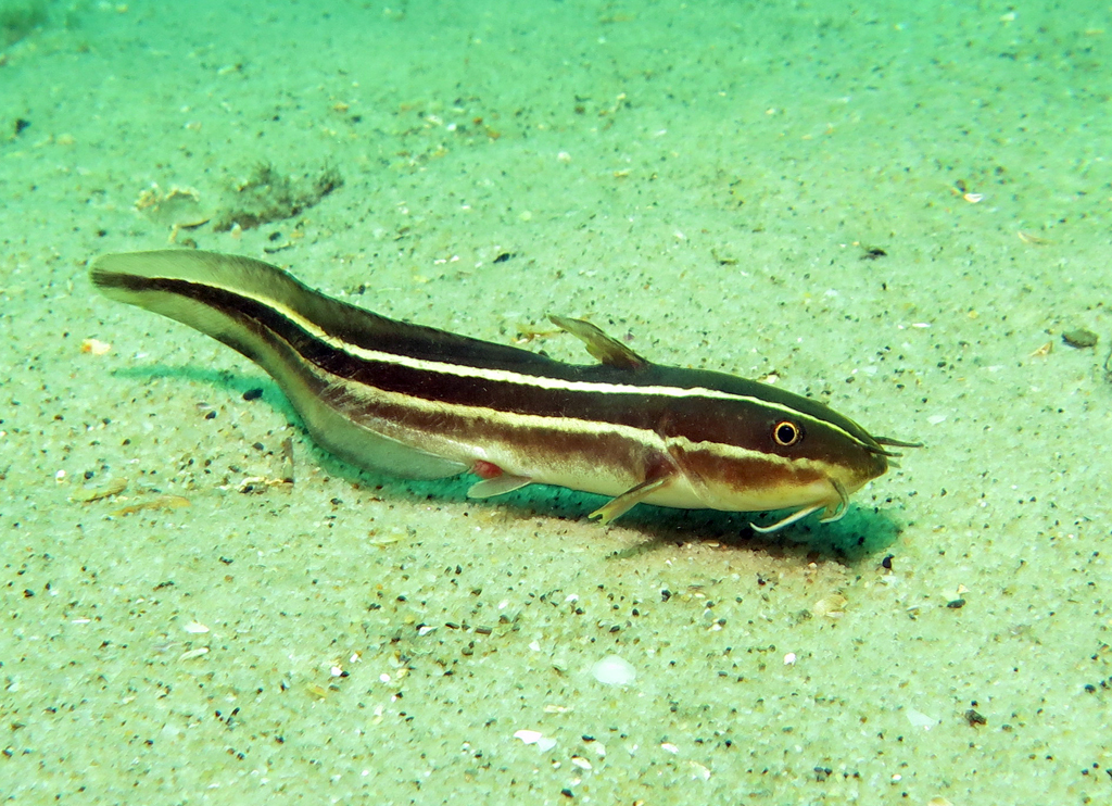 Striped Eel Catfish (Fishes of Magic Point, Sydney) · iNaturalist