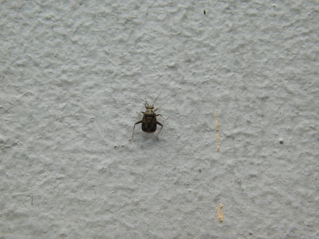 Plant Bugs from Jatinangor, Sumedang Regency, West Java, Indonesia on