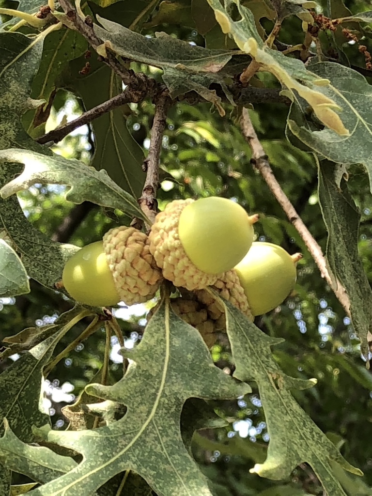 White Oak (Trees and Shrubs of South Mountain Reservation