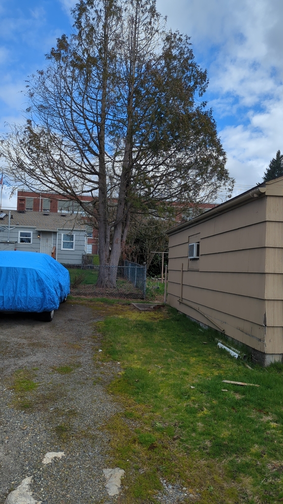 western redcedar from Yakima / 68th, WA 98408, USA on March 25